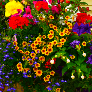 Mixed garden plants in a hanging basket